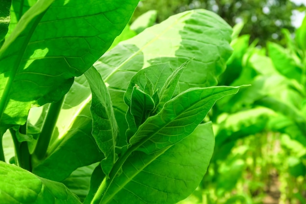 brotos jovens de tabaco crescem em um arbusto de tabaco. conceito de cultivo de tabaco