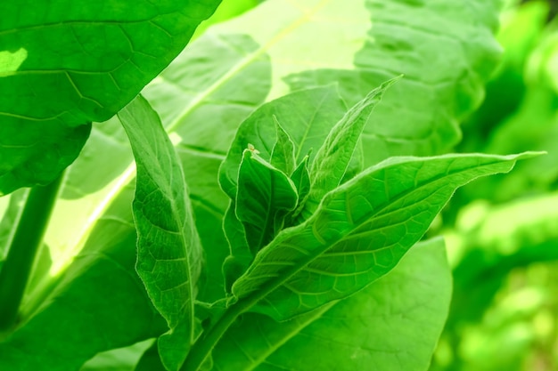 brotos jovens de tabaco crescem em um arbusto de tabaco. conceito de cultivo de tabaco