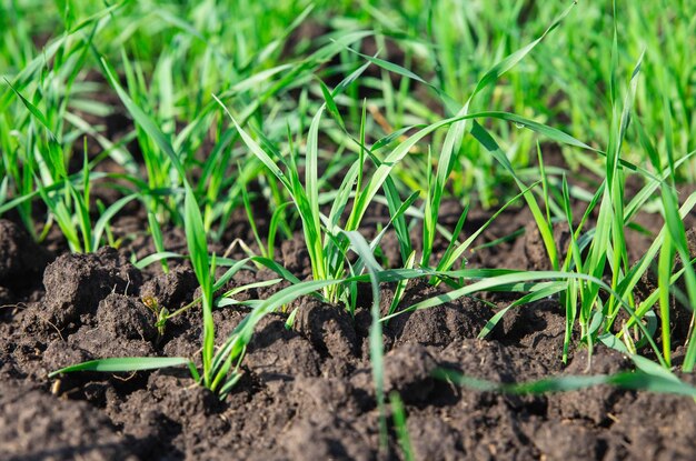 brotos jovens de trigo em solo úmido no campo