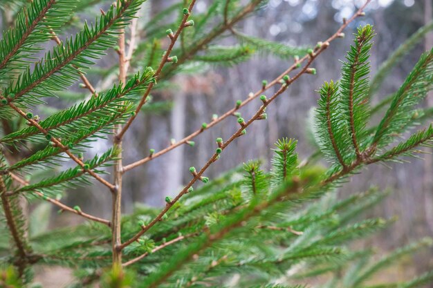 Brotos jovens de uma árvore de Natal na floresta de primavera