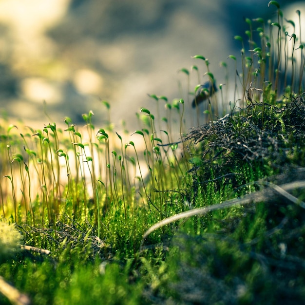 Brotos jovens de vegetação na primavera