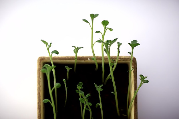 Brotos jovens em uma panela / verduras frescas, biologia, conceito de botânica