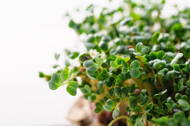 Brotos jovens verdes de rabanete microgreen cultivados em casa em um tapete de linho