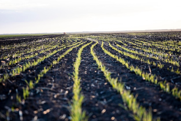 Foto brotos no campo de trigo, colheita futura.