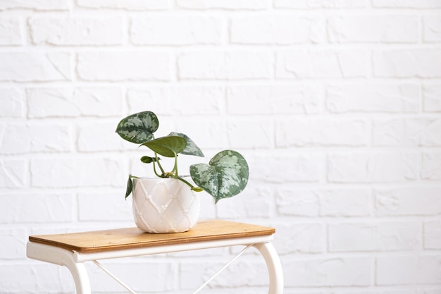 Brotos para cultivar a popular planta aróide philodendron em uma panela em um suporte no interior na parede de tijolos brancos Plantas em vasos para casa decoração verde cuidado e cultivo