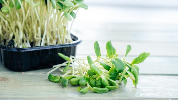 Brotos recém-cortados de microgreen de girassol cultivados em casa