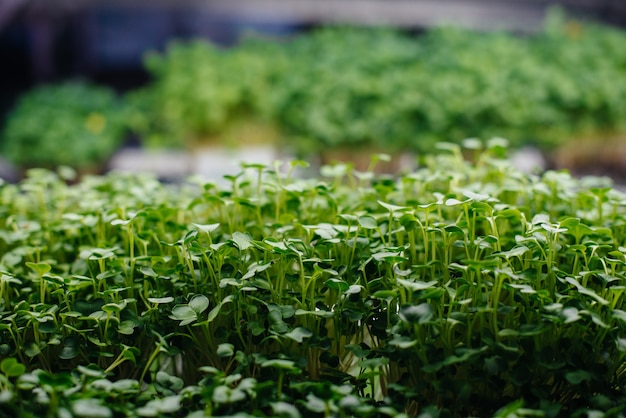 Brotos suculentos e jovens de micro-verdes na estufa Cultivo de sementes Alimentação saudável