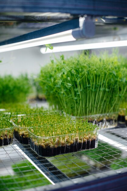 Brotos suculentos e jovens de micro-verdes na estufa Cultivo de sementes Alimentação saudável