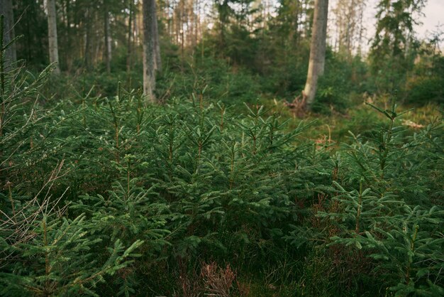 Brotos verdes de abetos Jovens rebentos de abetos crescem no chão da floresta com musgo verde Pequena árvore conífera