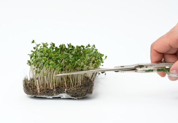 Brotos verdes de brócolis em uma superfície branca, corte as folhas à mão com uma tesoura, microgreen útil, close-up