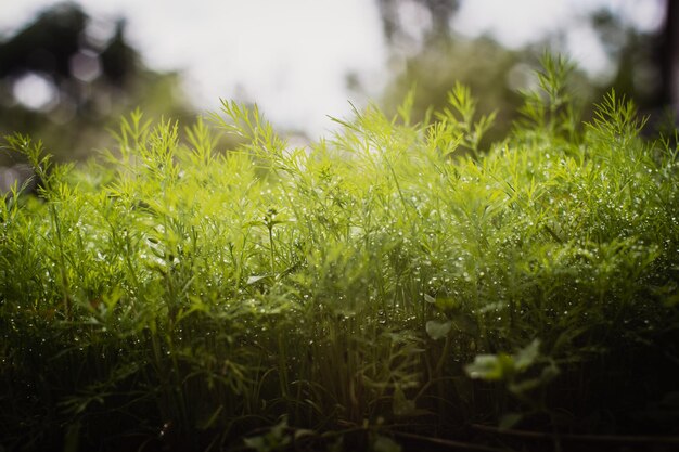 Brotos verdes de cenoura jovens fechados em um dia de verão em um jardim rural Planta agrícola crescendo na fileira da cama Colheita de alimentos naturais verdes