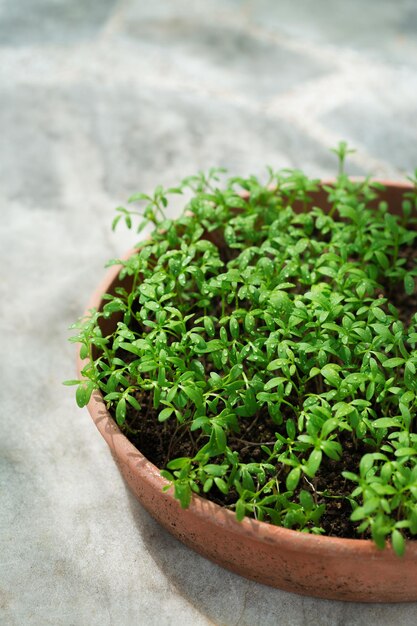 Brotos verdes de ervas picantes crescendo no chão na primavera. Conceito de jardinagem caseiro.