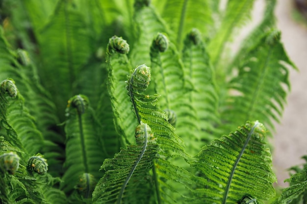 Brotos verdes de samambaias Polypodiophyta Clareira da floresta Plantas na natureza Temporada de primavera Nova vida Cachos verdes Fechar Fundo desfocado Hastes de samambaias enroladas