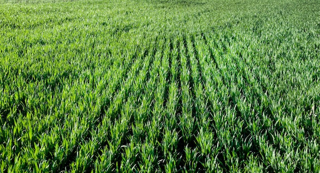 Brotos verdes do campo de vegetação de trigo em linhas de primavera iluminadas pelo sol
