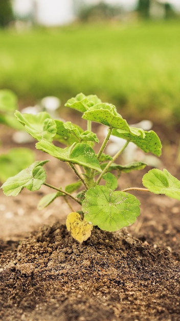 Brotos verdes frescos de legumes na primavera no foco suave do campo