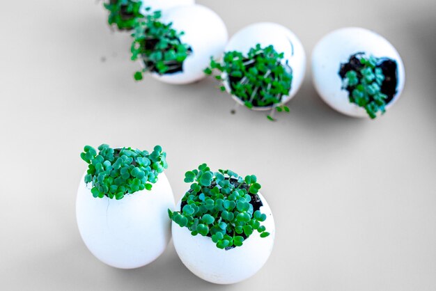 Brotos verdes frescos de rúcula em cascas de ovo em fundo castanho foco seletivo