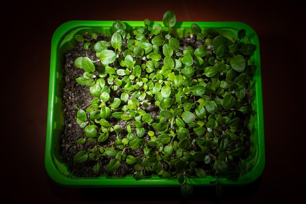 Brotos verdes jovens de mudas de vegetais agrícolas em um recipiente verde sobre fundo escuro