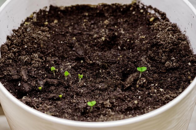 Brotos verdes jovens de sementes em uma panela Cultivo de microverdes Mudas Jardinagem doméstica