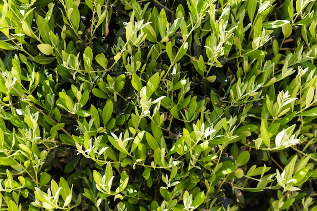 Brotos verdes jovens, folhas de fundo natural, textura.