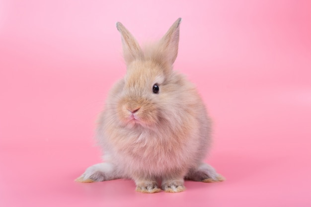 Brown adorable Baby-Kaninchen auf rosa Hintergrund. Nettes Babykaninchen.