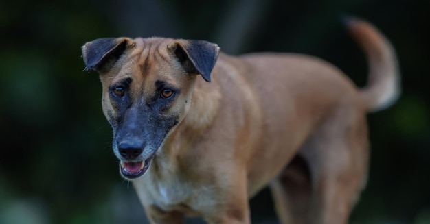 Brown-Augenbild eines wilden Hundes