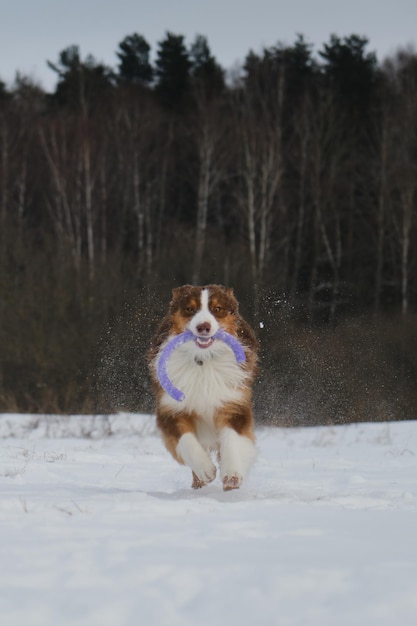 Brown Australian Shepherd corre para a frente na neve em Winter Park com um brinquedo nos dentes