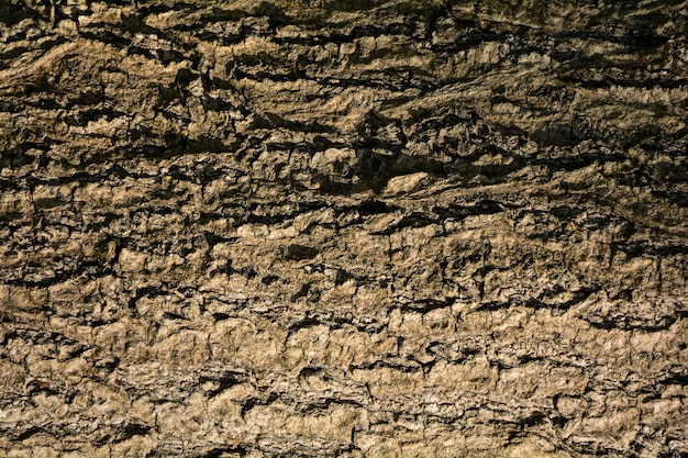 Brown-Baumrindebeschaffenheit - Hintergrund