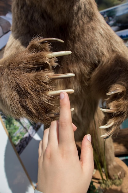 Brown Bear Paw mit scharfen Krallen