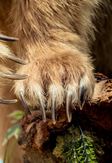 Brown Bear Paw mit scharfen Krallen