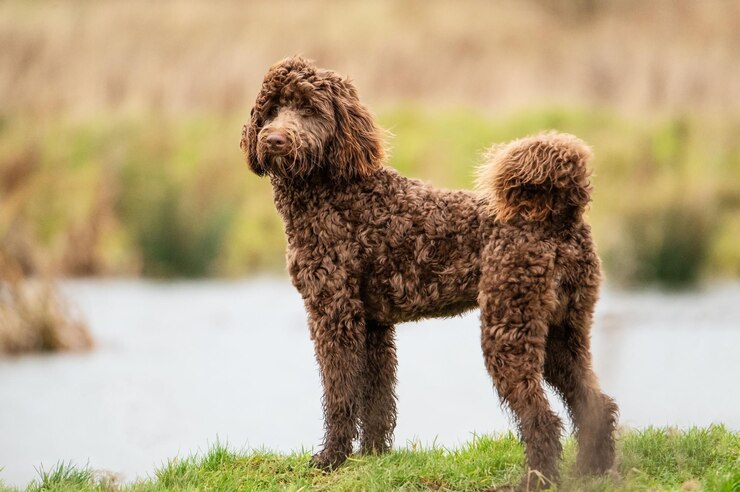Foto brown bernedoodle de pé na grama verde no parque