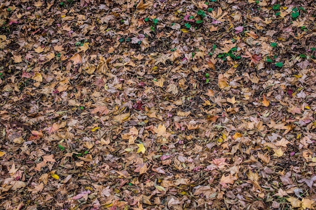 Brown-Blattbeschaffenheit und -hintergrund Trockene Blätter Hintergrundbeschaffenheit