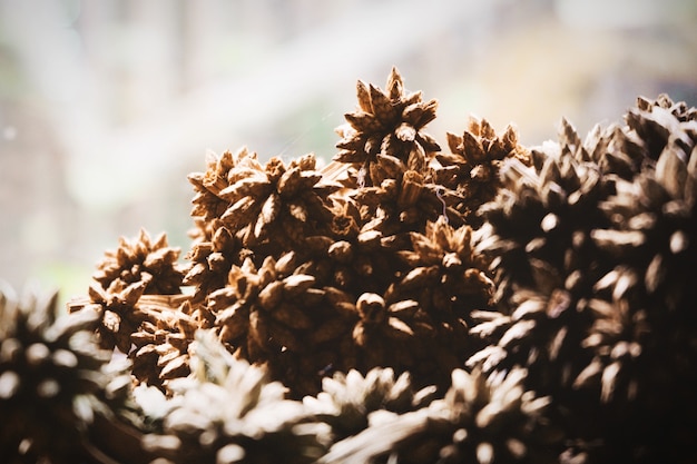 Brown-Blume trocken im Kaffee. Vintage-Stil.