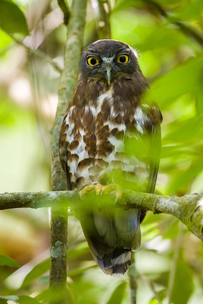 Brown boobook owl closeup fotografía de retrato descansando en una rama de árbol y mirando a la cámara