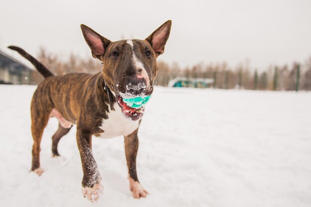 Brown bull terrier que juega con el juguete verde en la nieve. Perro jugando con la pelota