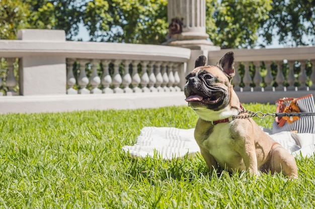 Brown bulldog francês sorrindo no parque