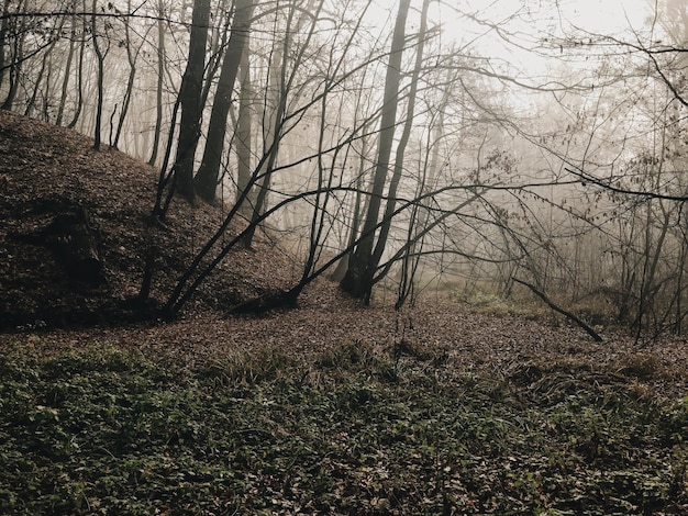 Brown cai folhas de árvores e galhos na floresta enevoada e nebulosa na temporada de outono Atmosfera misteriosa e assustadora de floresta assombrada no parque rural da floresta em todas as vésperas sagradas