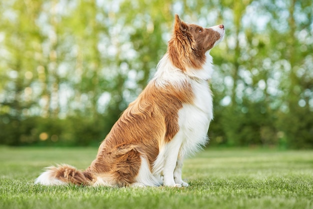 Brown Chocolate Border Collie Hundetraining im Garten