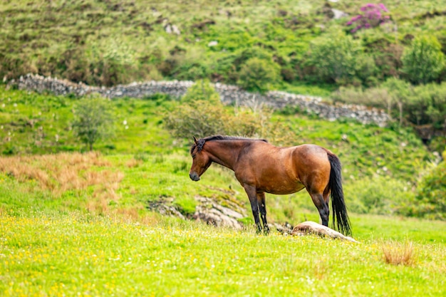 Brown Connemara Pony na grama verde, abundante vegetação verde em fundo desfocado, Irlanda