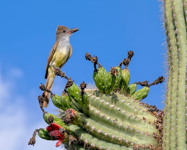 Brown Crested Flycatcher thront auf Saguaro Cactus mit Insekt im Schnabel