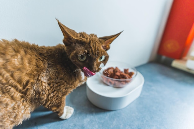 Brown-Devon Rex-Katze, die aus Schüssel heraus isst