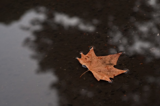 Brown dired Ahornblatt, das auf einen flachen Teich im Herbst schwimmt