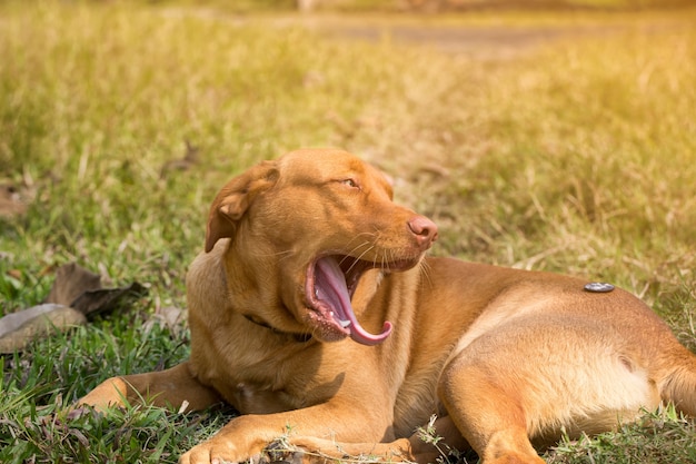 Brown Dog Labrador Buenos colores alegres están felices de comer dulces en el césped.