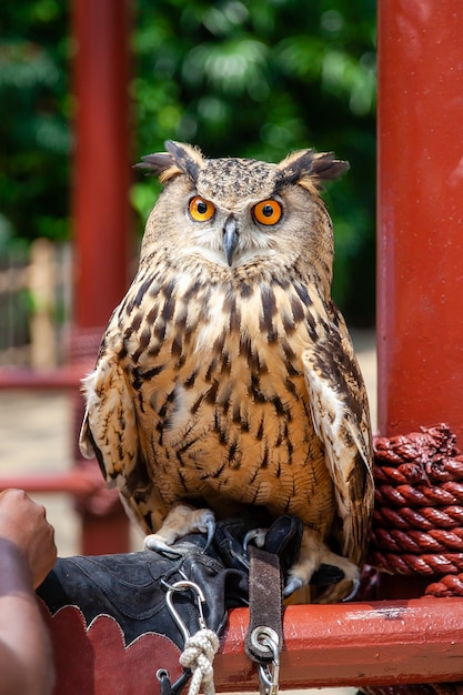 Brown Eagle búho cornudo adulto sentado en mano humana cubierto con guantes en el zoológico