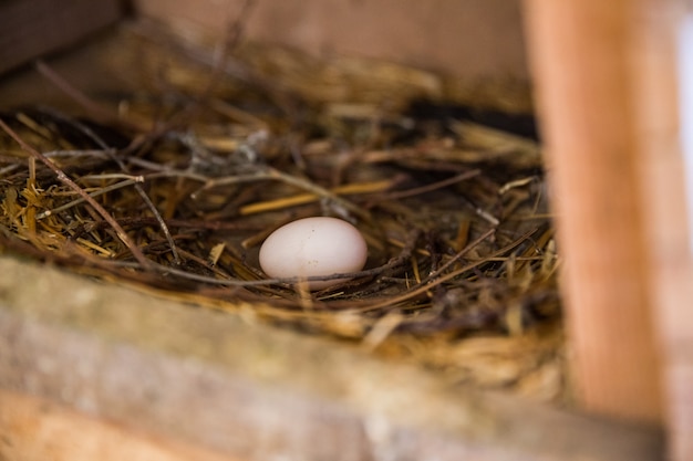 Foto brown-ei in einem nest