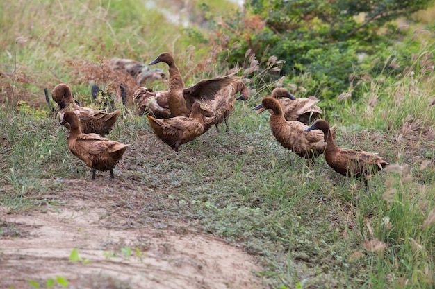 Brown-Ente, die die Mitte des Feldes speist.