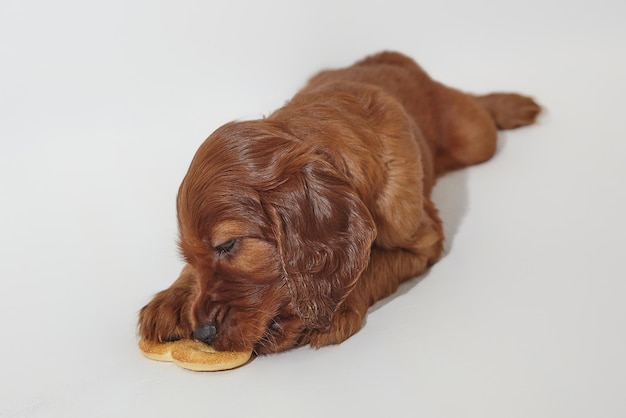 Brown entzückende Irish Setter Welpen Fotoshooting im Studio auf weißem Hintergrund