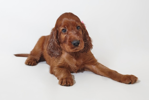 Brown entzückende Irish Setter Welpen Fotoshooting im Studio auf weißem Hintergrund