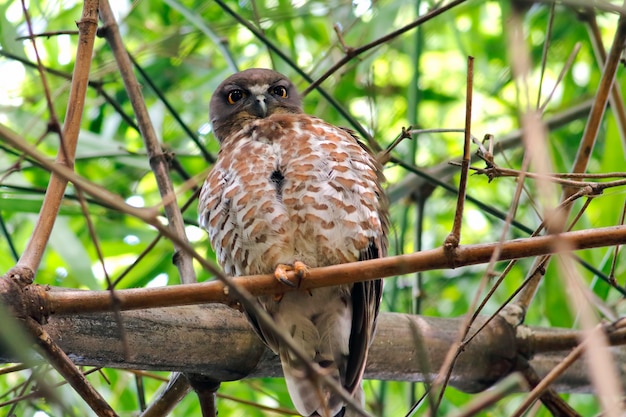 Brown-Falke-Eule BooBook Ninox scutulata schöne Vögel von Thailand