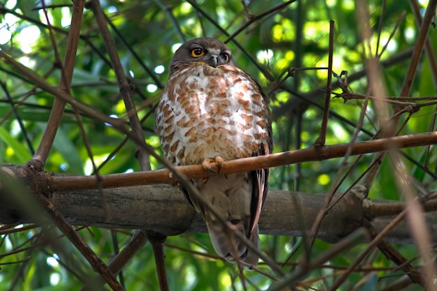 Brown-Falkeule Brown BooBook Ninox scutulata schöne Vögel von Thailand