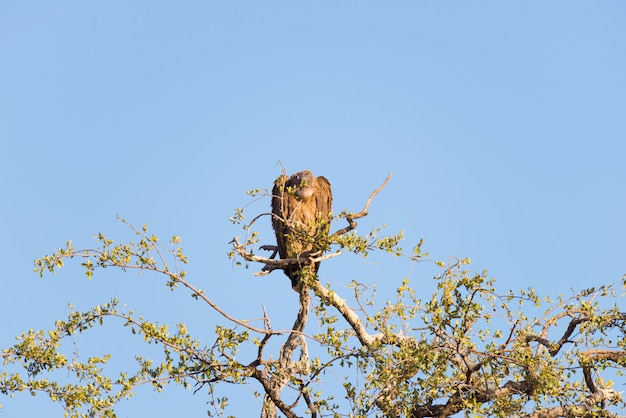 Brown-Geier gehockt auf Akazienbaumast. Teleansicht, klarer blauer Himmel. Kruger National Park, Reiseziel in Südafrika.